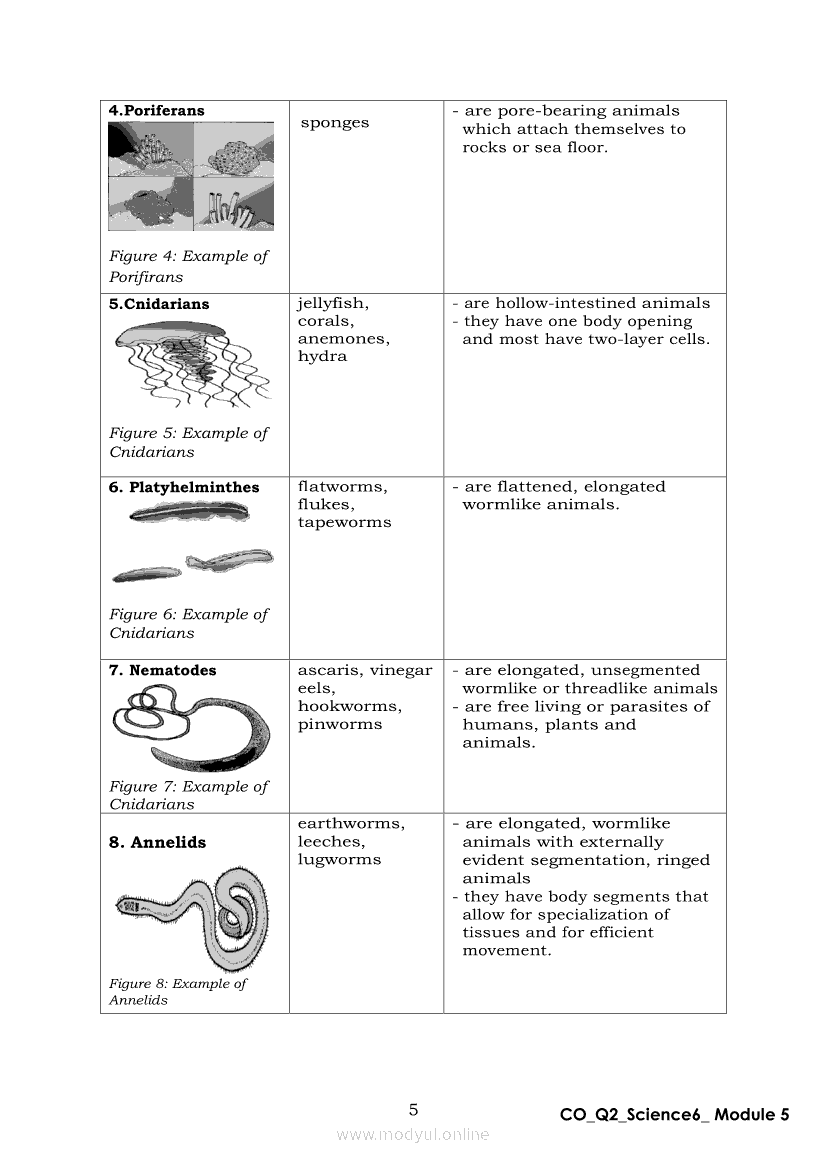 Science 6 Quarter 2 – Module 5 Animals: Characteristics of Invertebrates |  Grade 6 Modules